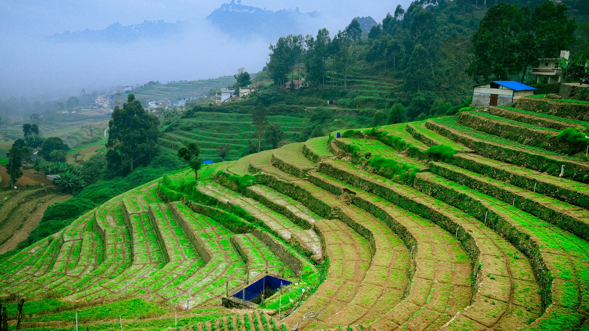Food & agriculture opportunities in Nepal
